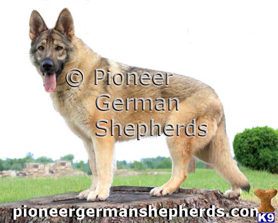 GiantGSDs Picture 1